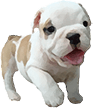 Bulldog puppy, Hercules