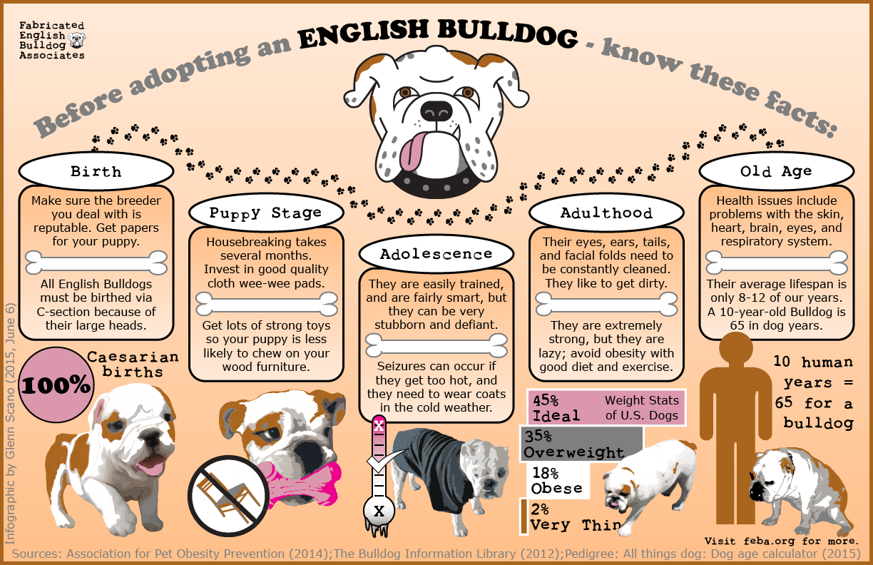 English Bulldog Infographic by Glenn Scano, 2015.