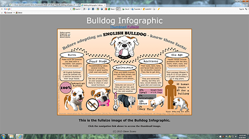 Screenshot of full-size bulldog infographic