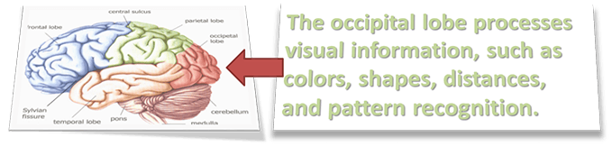 The occipital lobe processes visual information, such as color, shapes, distances, and pattern recognition.