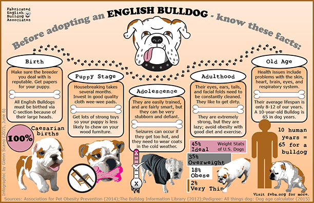 Bulldog Infographic